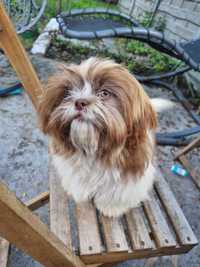 Piesek shih-tzu biało czekoladowy