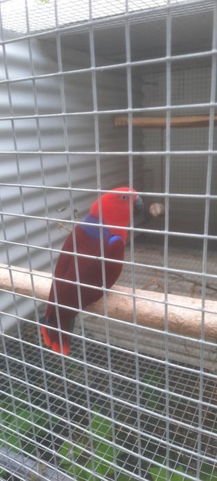 Ecletus Roratus Fêmea