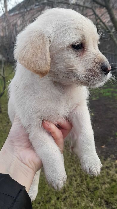 Шукаємо родину для маленького хлопчика