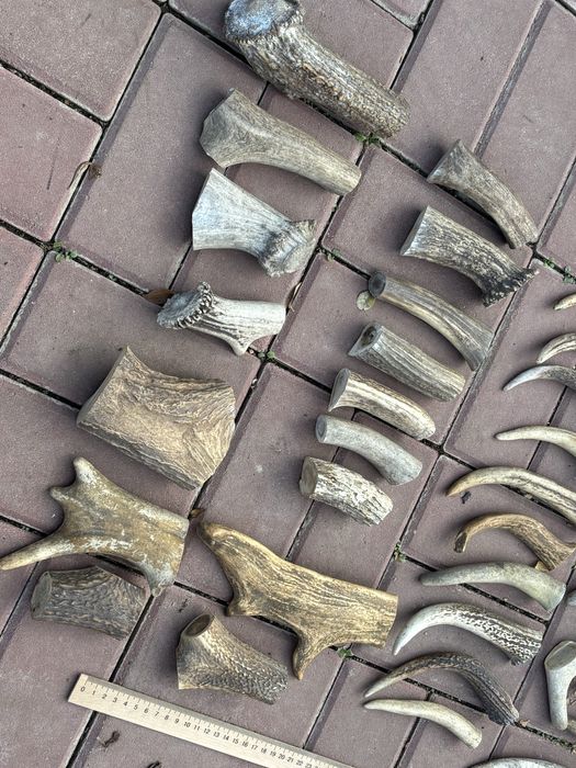 Заготовки рог для поделок