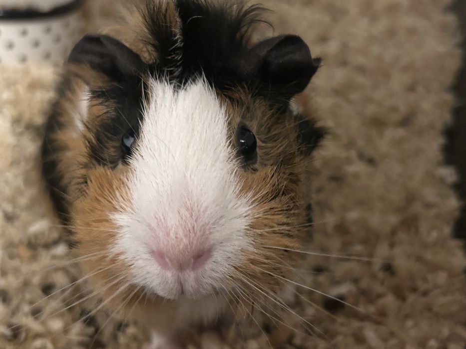 Морська свинка дівчинка
