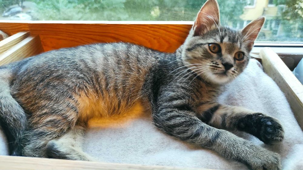 Śliczny, trzymiesięczny kocurek do adopcji!