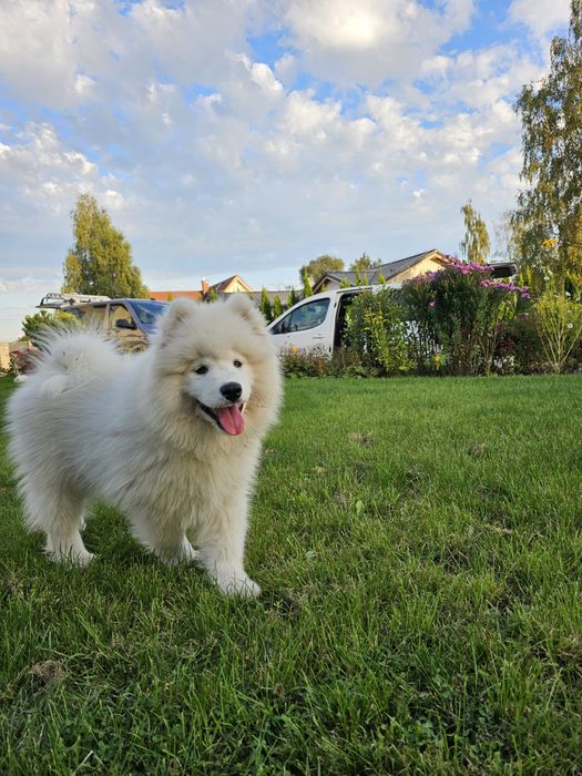 Samoyed Zkwp/ FCI - ostatni chłopak
