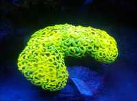 Euphyllia Ancora Yellow . Koralowiec LPS . Akwarium morskie