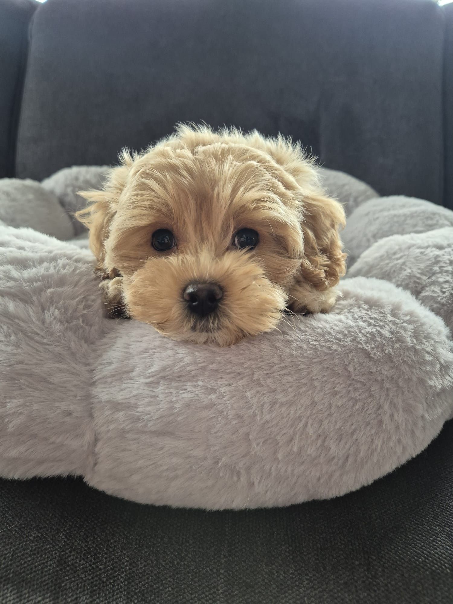 CUDOWNY Szczeniak Maltipoo  ! Rodowód + Chip!