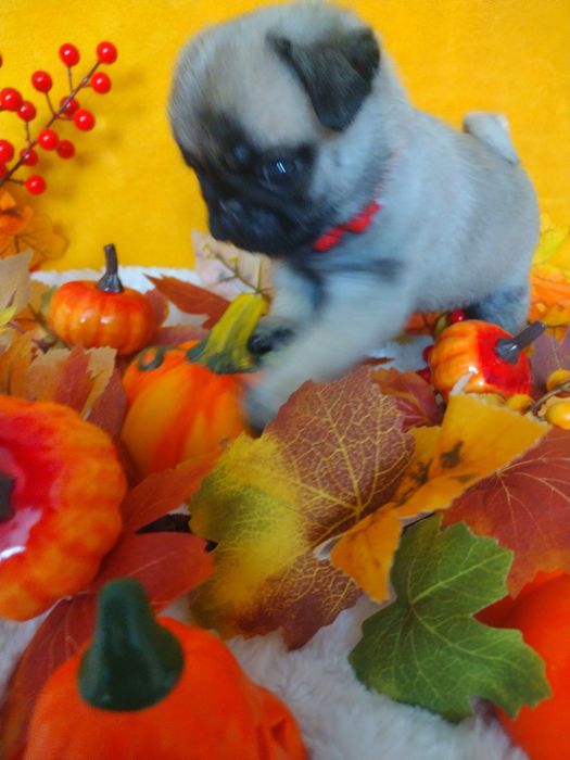 Szczenię chłopczyk Mops  FCI ZkwP