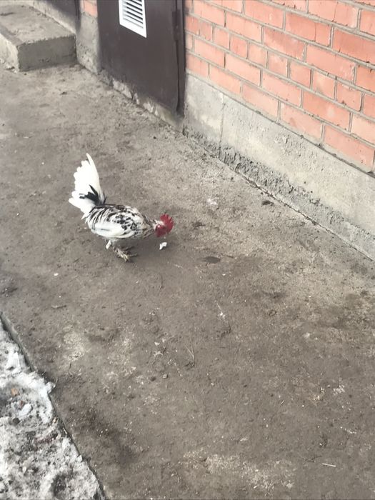 Дикоративні кури та півні