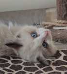 Bounty rozkoszny kocurek Ragdoll  gotowy