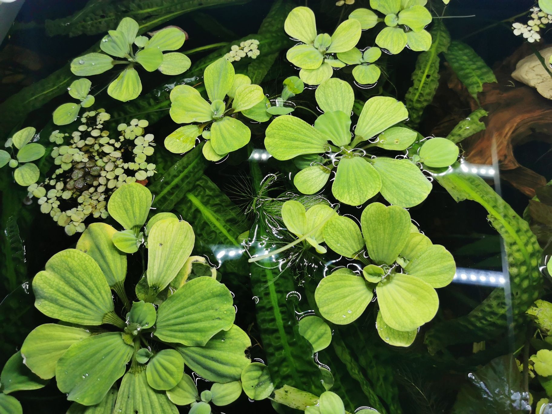 Pistia rozetkowa. Pływająca roślinka do akwarium