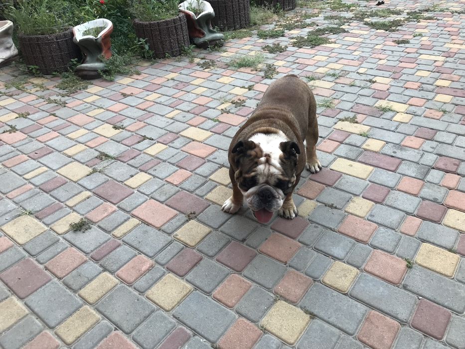 Вязка английский бульдог