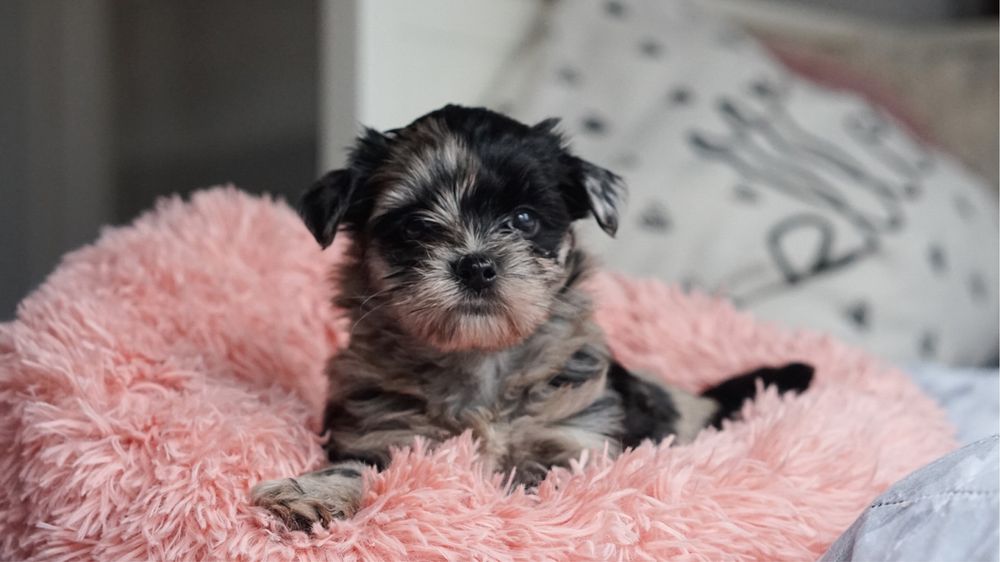 Śliczna sunia NORA - Merle Yorkshire Terrier