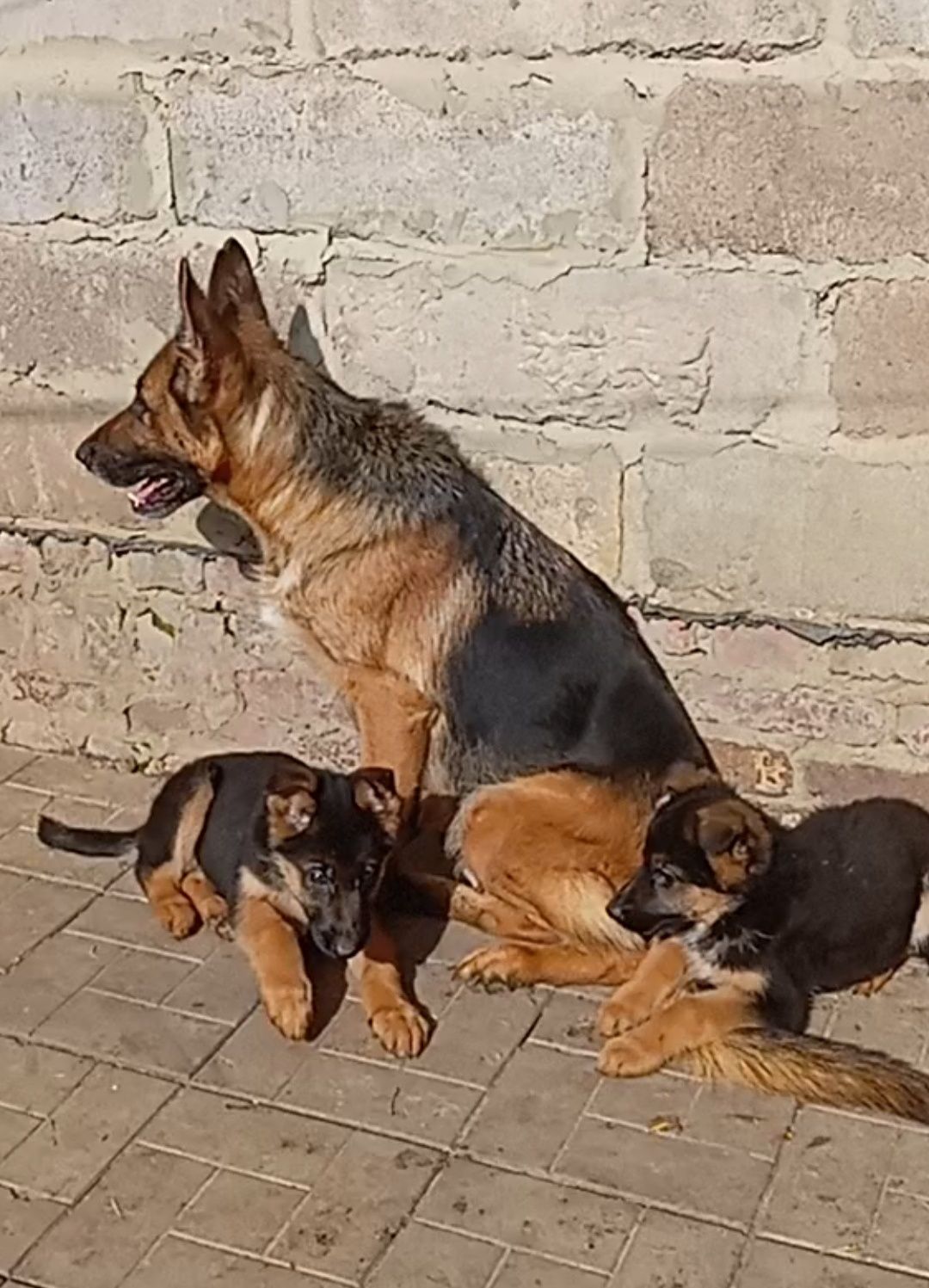 Девочки от ярких и крупных родителей.