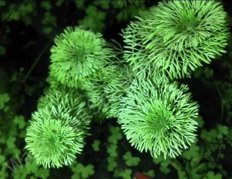 Planta aquário Limnophila Sessiliflora