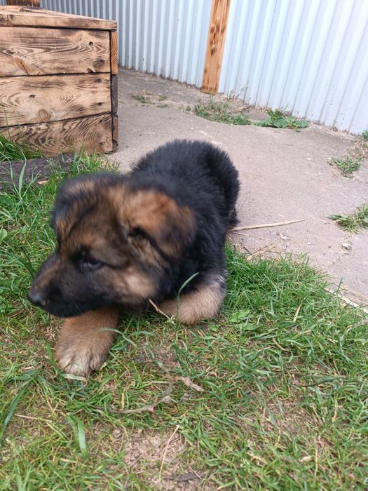 Szczeniaki szukają domu