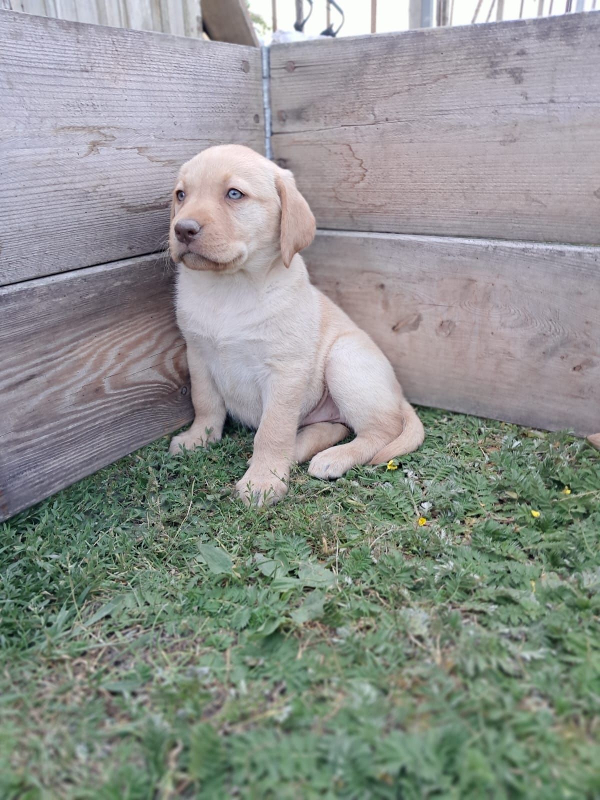 Labrador retriever