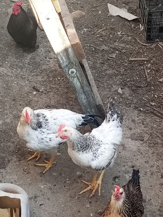 Продам  петухов200гр