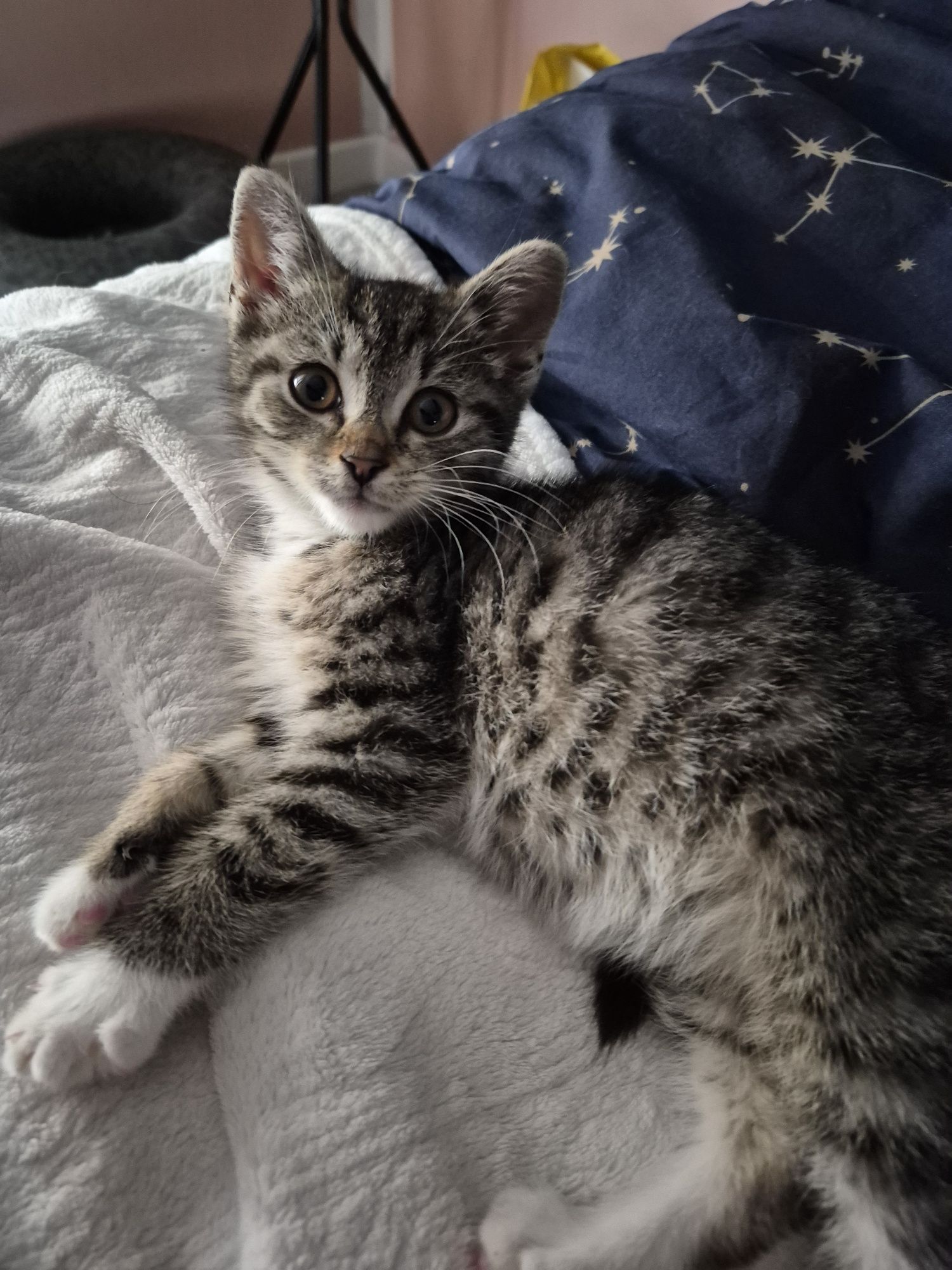 Koteczki do adopcji