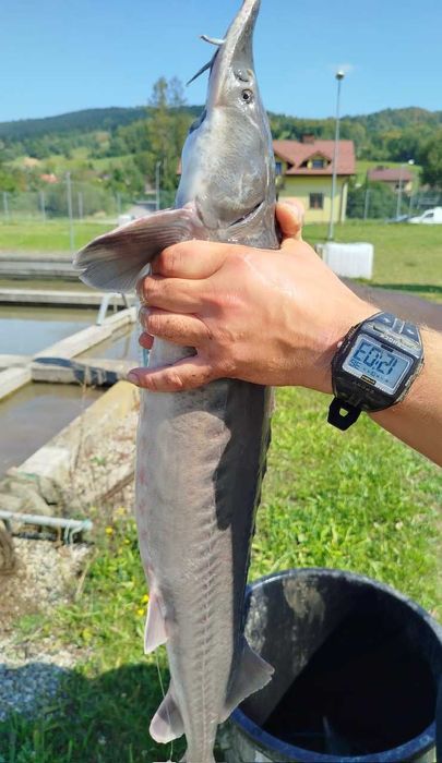 Sprzedaż świeżych ryb hurt/detal Jesiotr