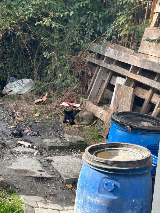 Dwa młode kotki szukają bezpiecznego domu