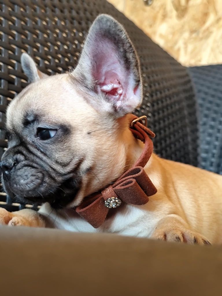 Buldog francuski piesek