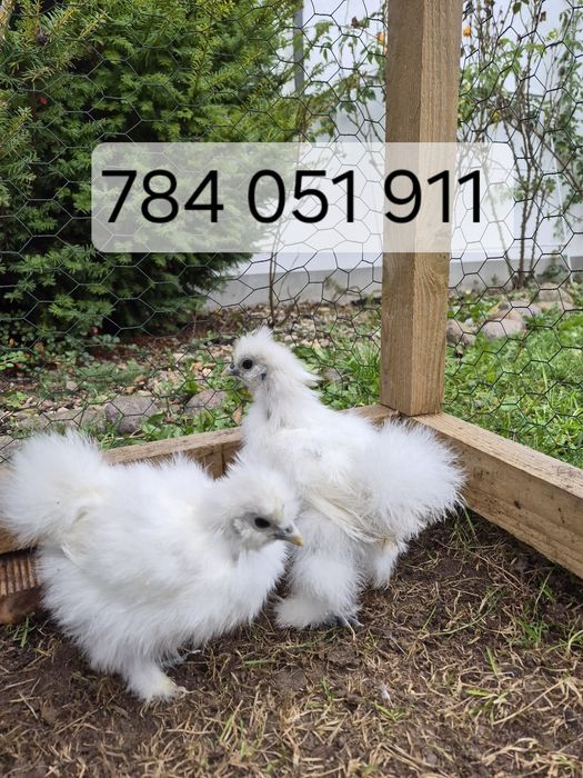 Kurki i koguty (Silki,araucany)