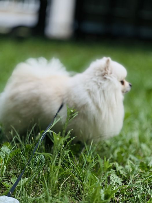 Ищу девочку Шпица для случки