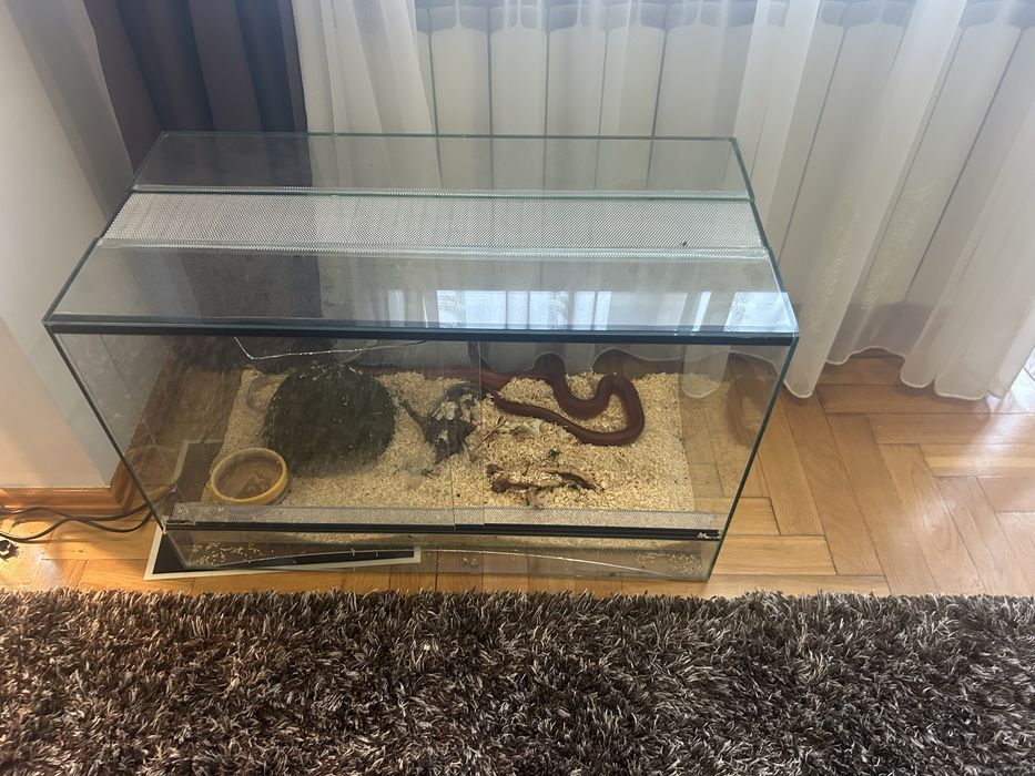 Waż zbożowy z terrarium