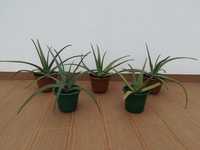 Plantas Aloe Vera