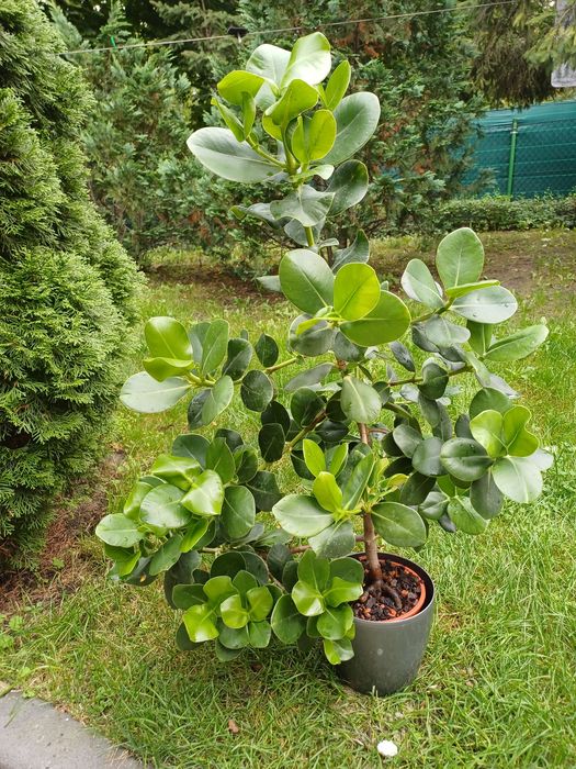 Kluzja duży piękny okaz.