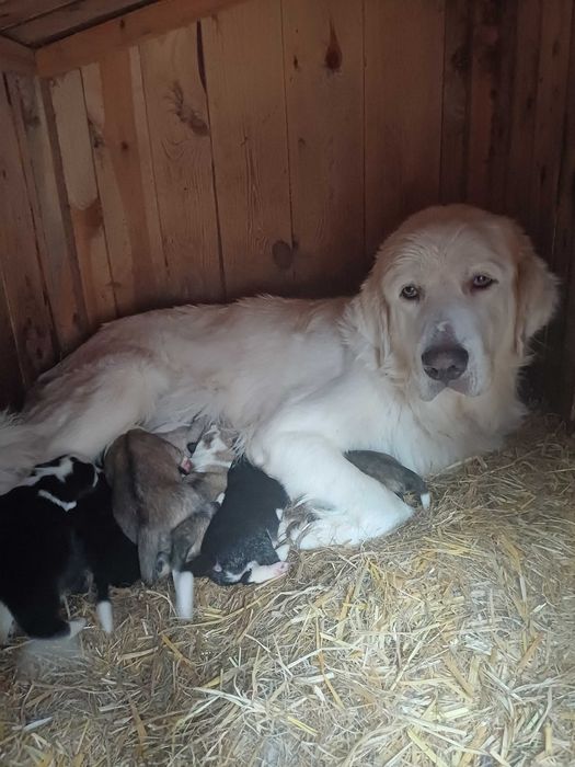 Szczeniaczki do oddania