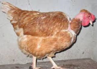 Инкубационное яйцо мастергрей Венгрия