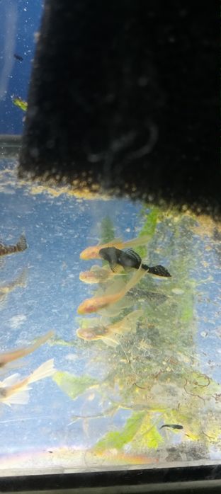 Zbrojniki złote weloniaste