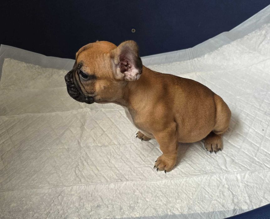 Bulldog francês   nascido a 11/8/2025