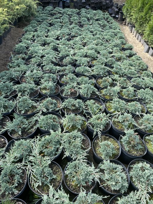 Sprzedam jałowiec płożący 9 zl