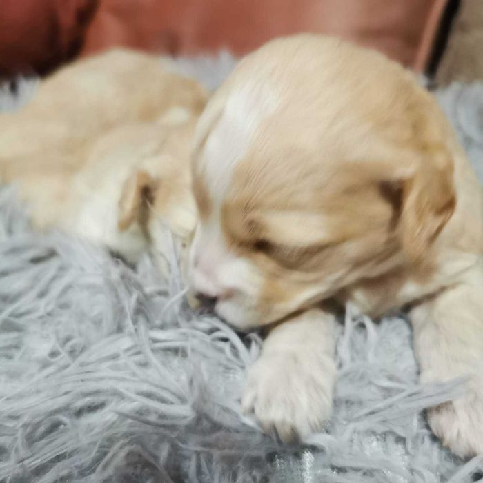 Słodki piesek Maltipoo