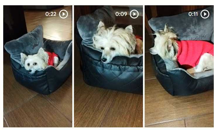 Fotelik samochodowy dla psa soft czarny nowy od Amibelle