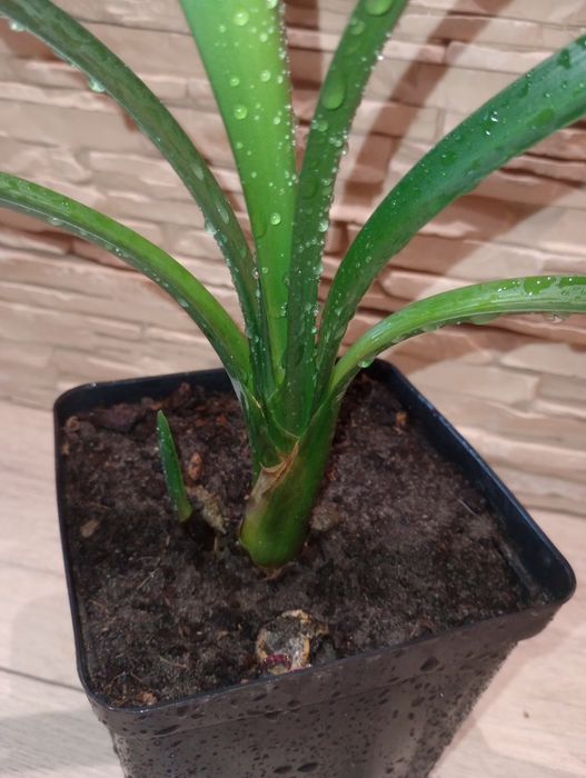 Kliwia ukorzeniona sadzonka z młodym odrostem