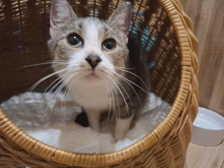 Kotka Lili szuka domu