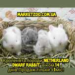 Найменша порода міні кроликів-Netherland dwarf rabbit Київ