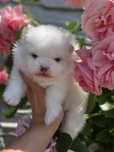 Szpic miniaturowy Pomeranian BOO ZKwP