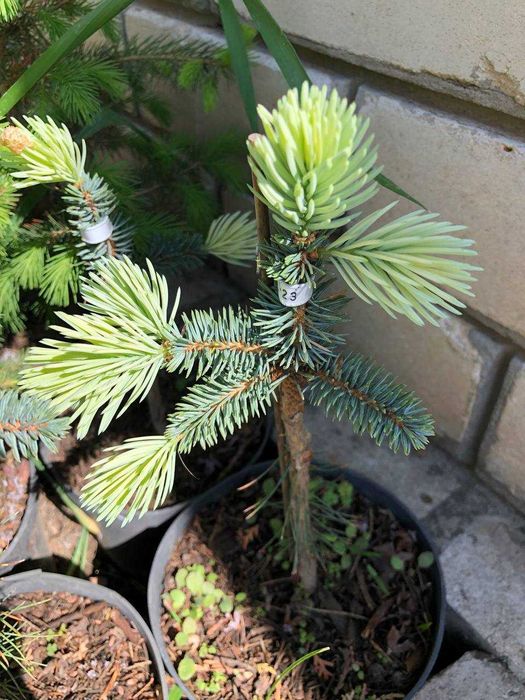 Ель колючая Белобок, 6 лет , 75см - 3800грн (2х летка-750 )фото 5-6