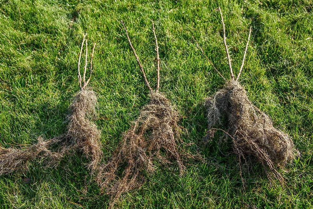 Sadzonki porzeczek czarnych LICENCJA PASZPORT JESIEŃ 2026 TISEL TIHOPE