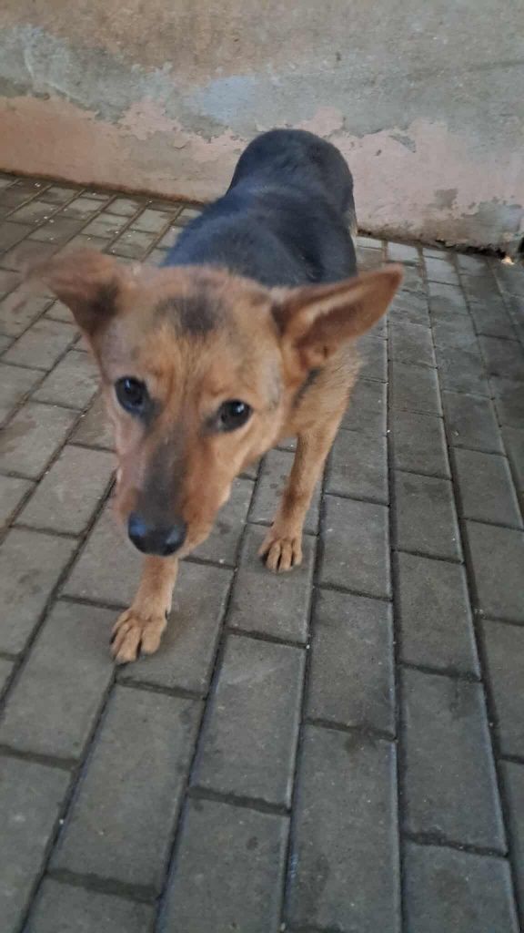 Wiki do pilnej adopcji!