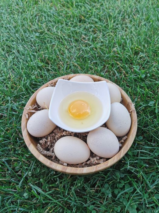 Jajka wiejskie z wolnego wybiegu