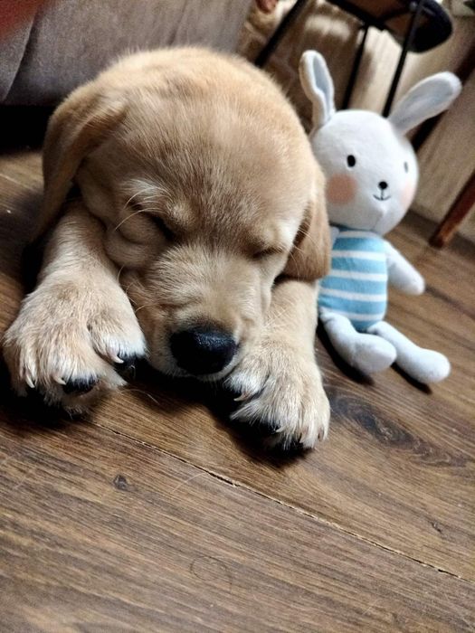 Цуценятка лабрадорів