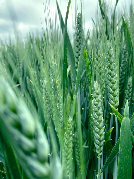 Zboże Kukurydza Skup