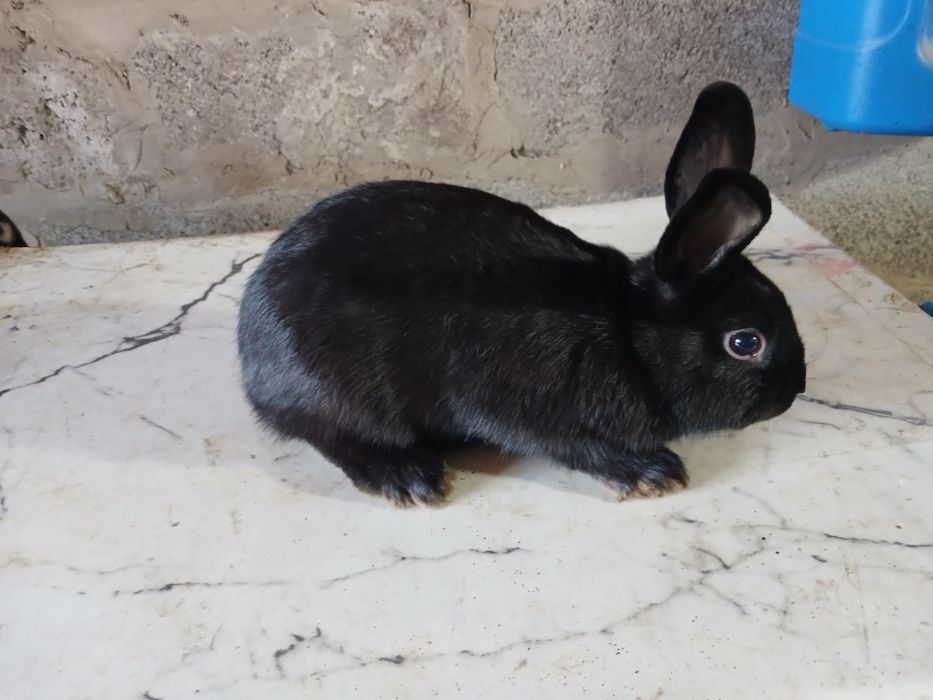 Кролики декоративные домашние