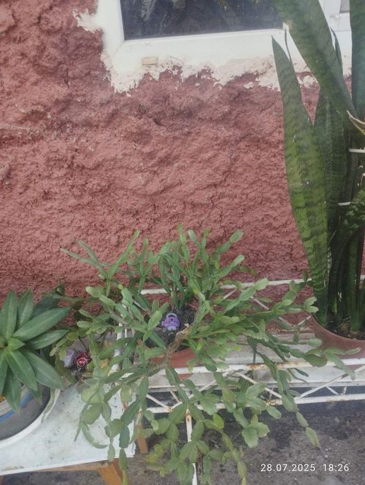 Продам недорого кімнатні рослини