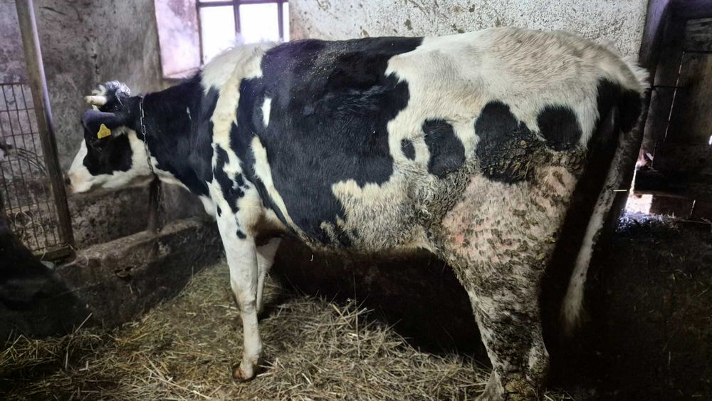 Jałowice wysokocielne  2 sztuki HF termin 4 i 16 styczeń 2026