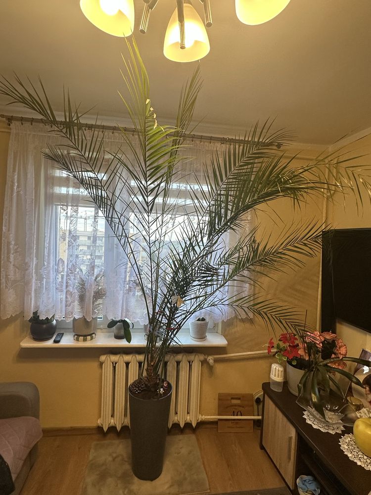Sprzedam palmę 2,5 m